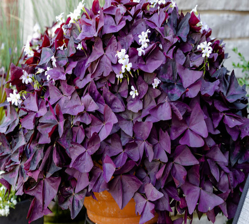Purple Oxalis 1.jpg