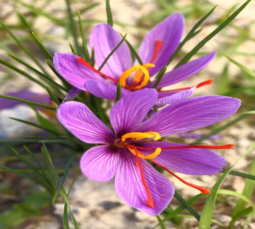 Purple saffron2.jpg