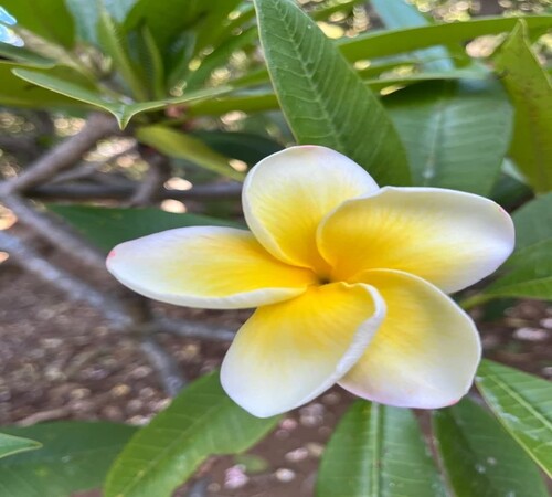 White Yellow Plumeria2.jpg