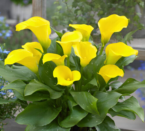 Yellow Calla Lily2.jpg