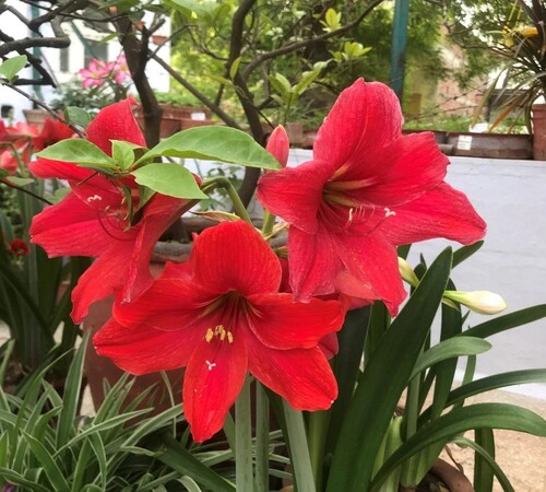 Red Amaryllis1.jpg
