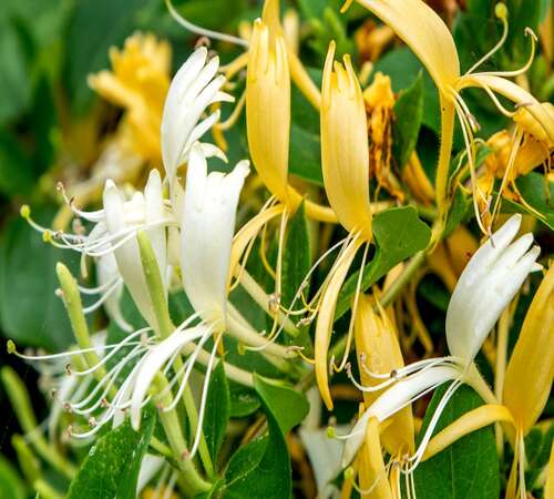 Yellow White Lonicera1.jpg