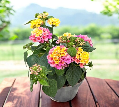 Yellow pink Lantana 2.jpg