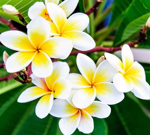 White Yellow Plumeria1.jpg