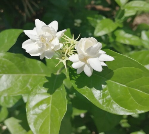 White jasmine2.jpg