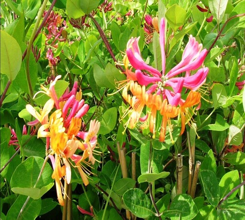 Yellow Pink Lonicera 2.jpg
