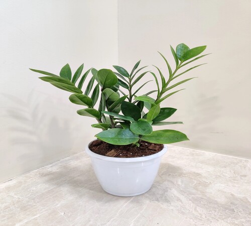 Zamioculcas 1.jpg