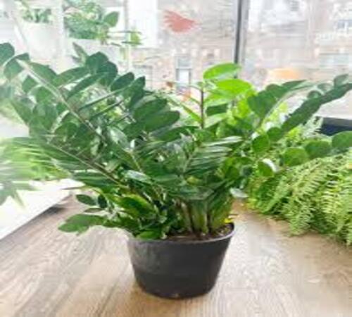 Zamioculcas 2.jpg