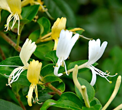 Yellow White Lonicera2.jpg