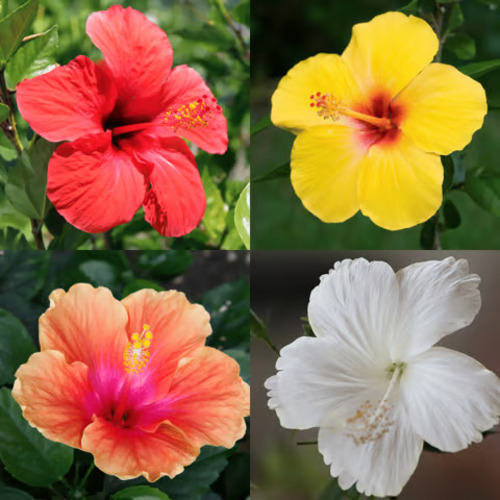 Hibiscus flower1.jpg