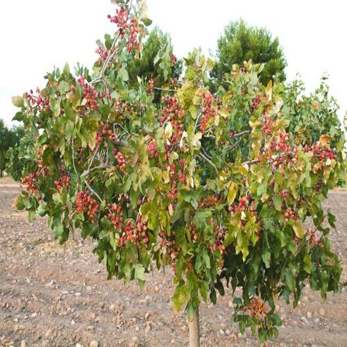 Pistachio tree.jpg