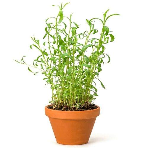Tarragon plant1.jpg