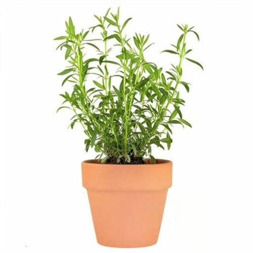 Tarragon plant.jpg