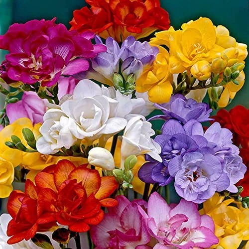 Freesia Flower1.jpg