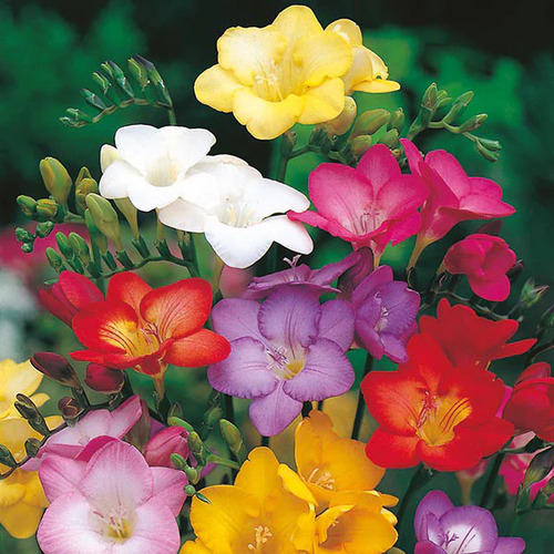 Freesia Flower.jpg