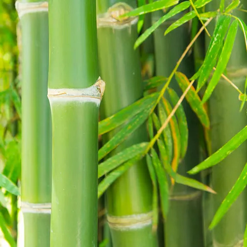 Giant Bamboo tree1.jpg