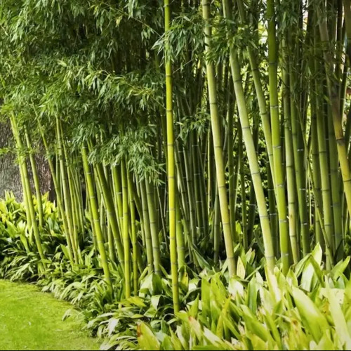 Giant Bamboo tree.jpg