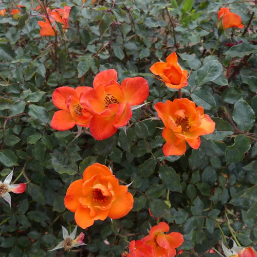 climbing rose flower.jpg