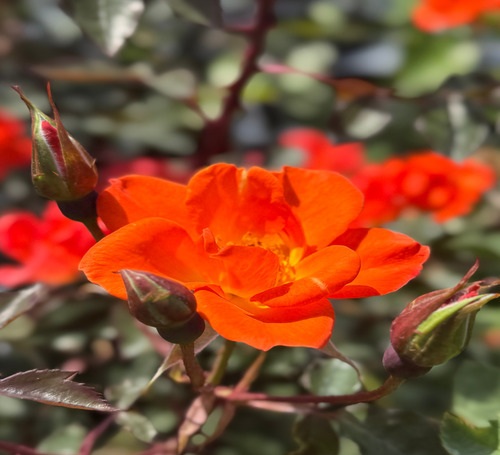 climbing rose flower1.jpg