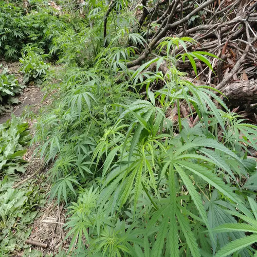 Sativa plant1.jpg