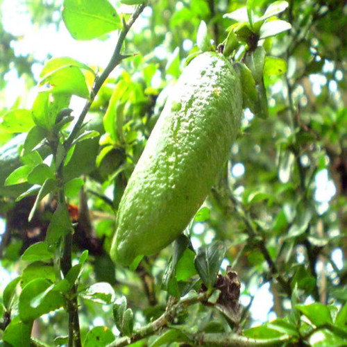 Finger Lime fruit.jpg