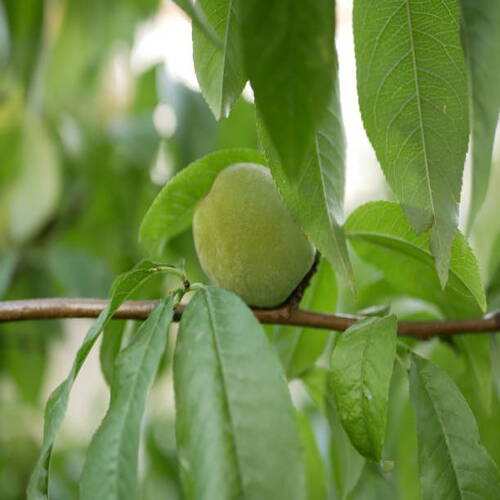 Unripe large green peaches ripen on a branch among the leaves in the garden, under the sun on a hot .jpg