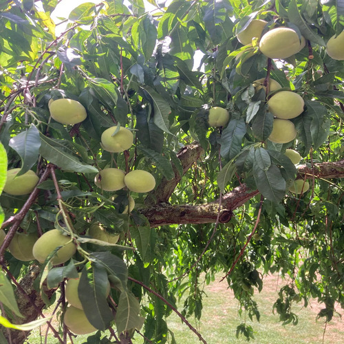 Peach Tree.jpg