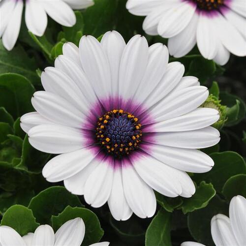Osteospermum flower1.jpg