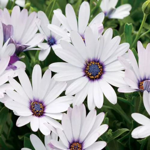 Osteospermum flower.jpg