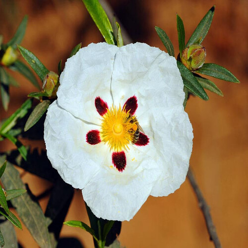 Cistus flower.jpg