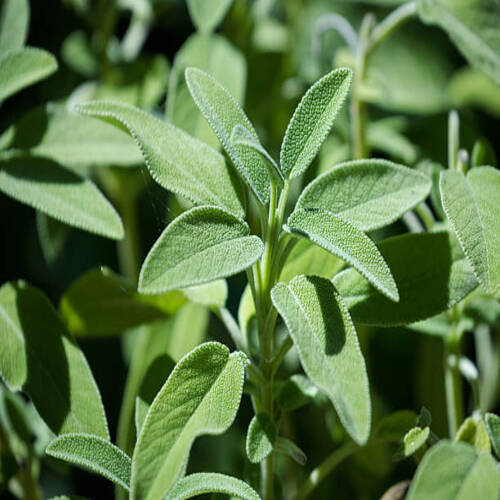 Sage Plant.jpg