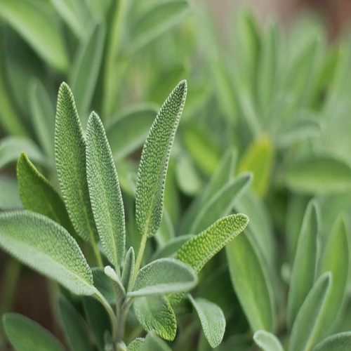 Sage plant1.jpg