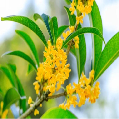 Osmanthus flower.jpg