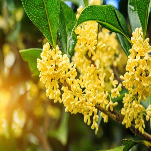 Osmanthus flower1.jpg