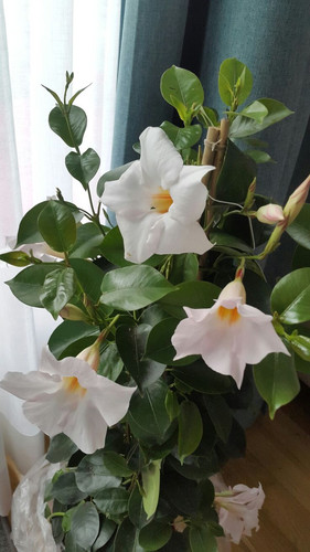 Dipladenia mandevilla.jpg