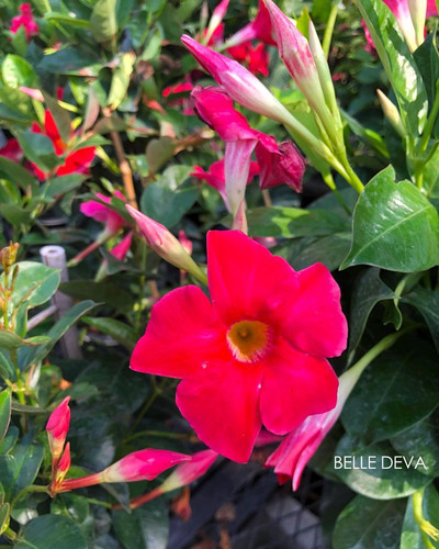 Pink Mandevilla Vine, Live Plant.jpg