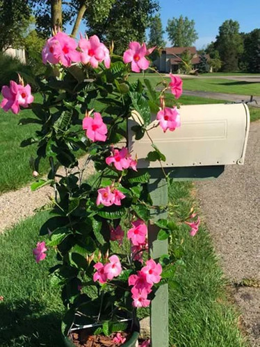 How To Grow Mandevilla Vines PlantingTree.jpg
