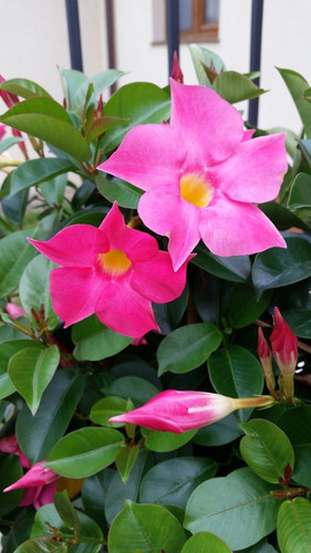 How to Grow and Care for Mandevilla Vines (Rocktrumpet).jpg