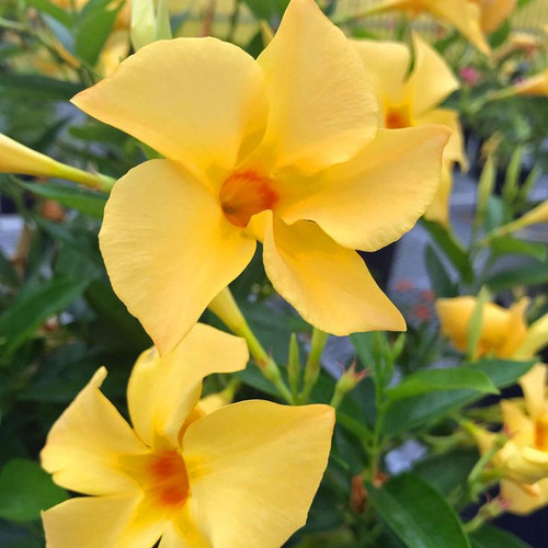 Mandevilla is a plant that keeps the show going all season long! With its nonstop blooms and twining.jpg
