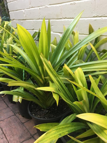 How to grow and use pandan.jpg