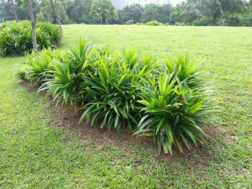 19 Nature Inspired Questions You Need to Ask About Pandanus amaryllifo.jpg