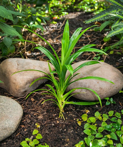 Featured Plant Pandanus amaryllifolius.jpg