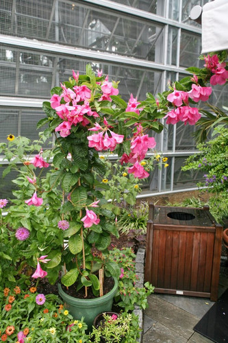 Propagating Mandevilla Using Mandevilla Cuttings Or Seeds To Propagate Mandevilla Vine.jpg