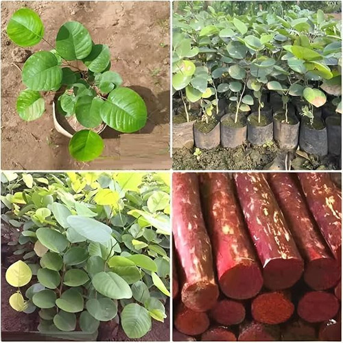 716Nn5wSqDL. SX569 .jpg