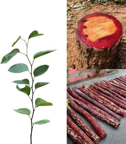 61JDJb9VpSL. AC UF1000,1000 QL80 .jpg