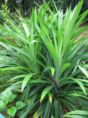 Polynesian Produce Stand ~FRAGRANT PANDAN~ UNIQUE SPICE PLANT Pandanus Amaryllifolius Bigger 12in Pl.jpg