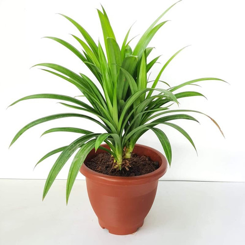 Pandanus Amaryllifolius 1.jpg