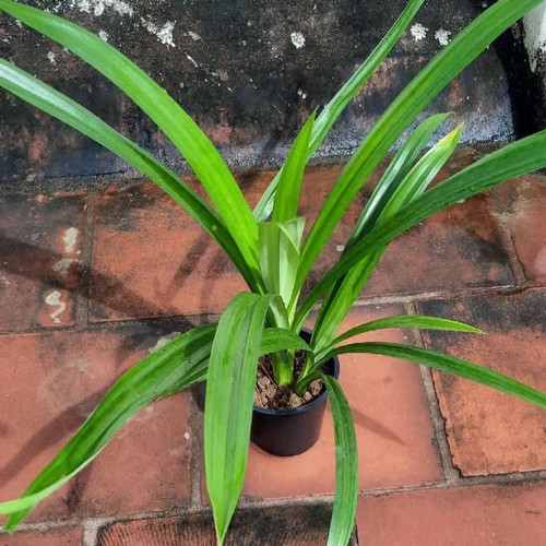 yes perennial yes payas pata rrf.jpg