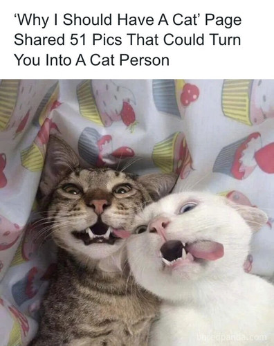 funny random cat moments.jpg