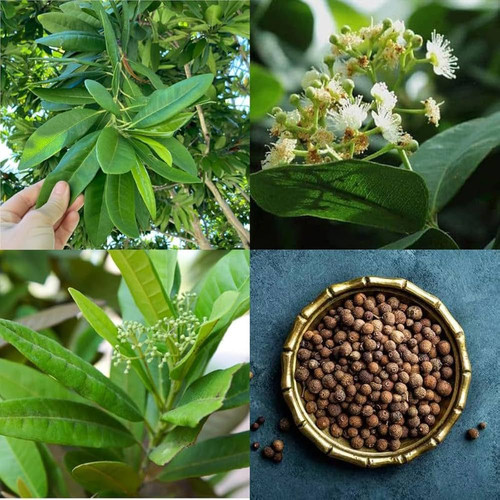 b677f843 5521 4b26 999c 775f781cef49.jpg